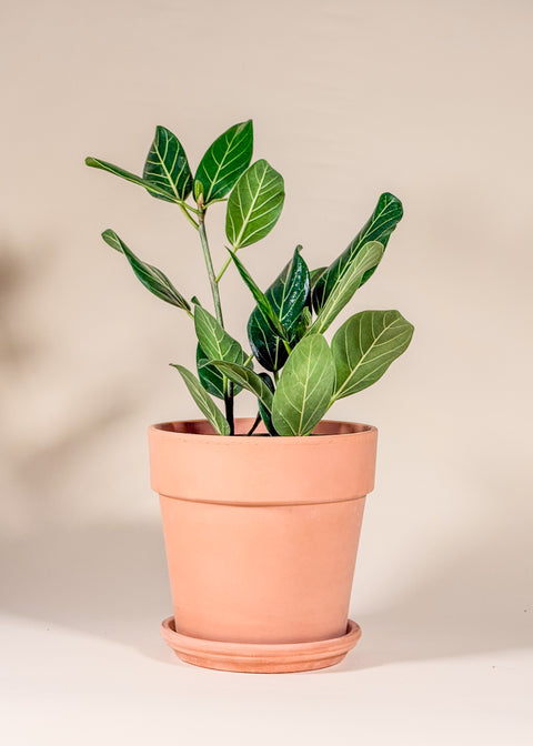Ficus benghalensis 'Audrey'