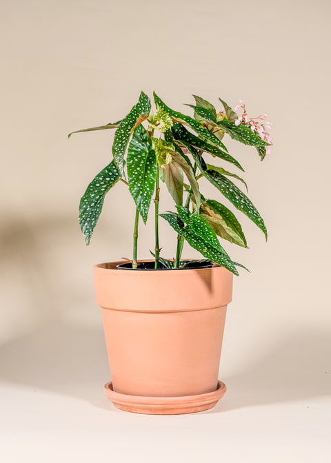 Begonia maculata