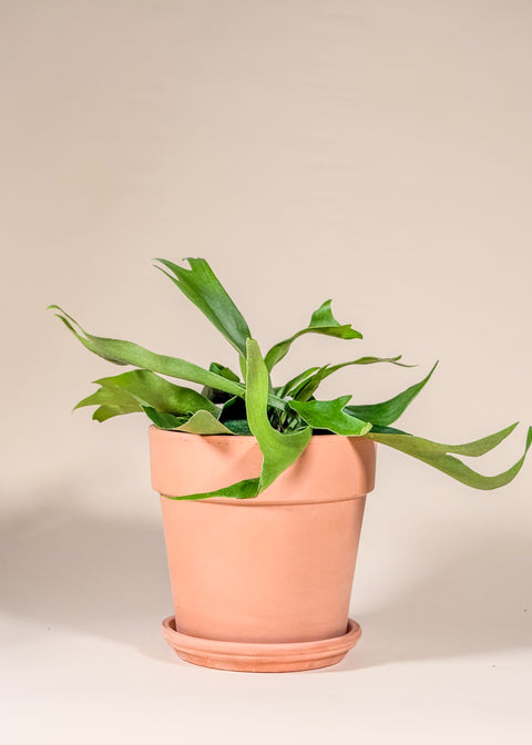 Platycerium bifurcatum
