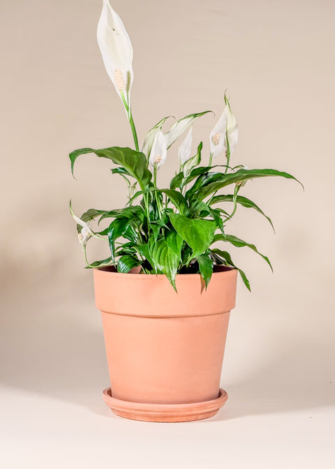 Spathiphyllum