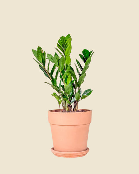 Zamioculcas zamiifolia