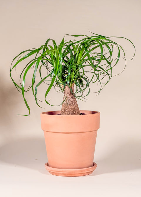 Beaucarnea guatemalensis