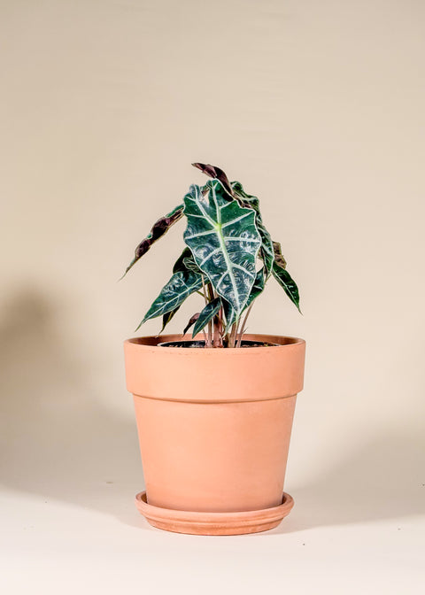 Alocasia amazonica 'Polly'