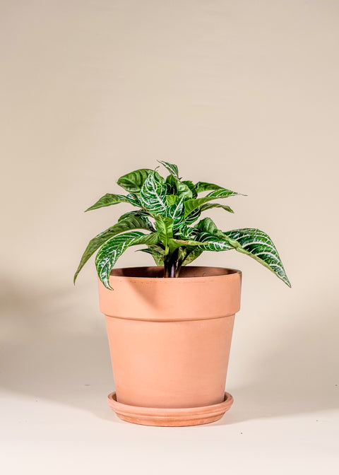 Aphelandra squarrosa 'Dania'