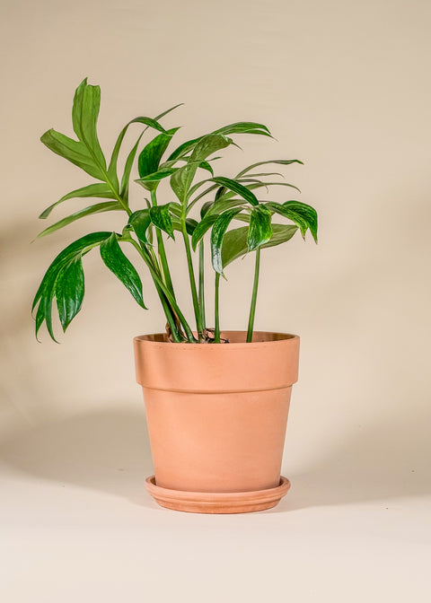 Rhaphidophora decursiva 'Variegata'