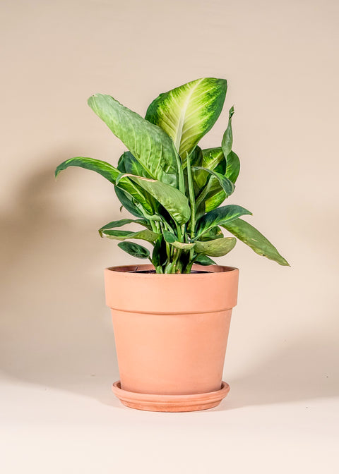 Dieffenbachia 'Tropic Marianne '