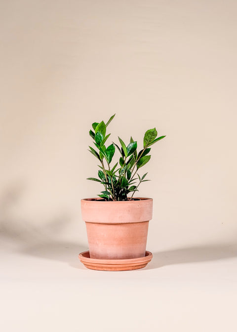 Zamioculcas zamiifolia