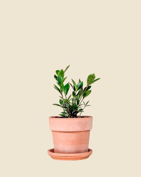 Zamioculcas zamiifolia