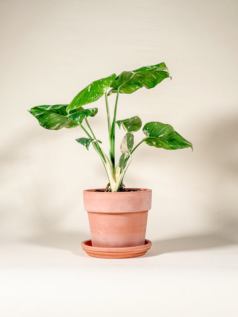 Monstera deliciosa 'Crème brûlée' sur tuteur de mousse