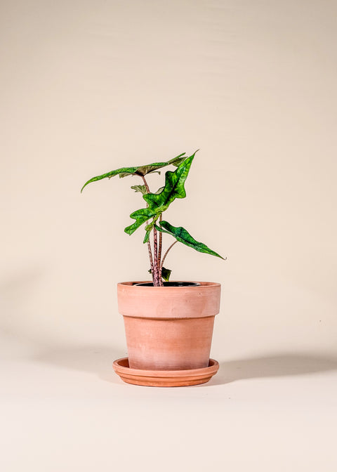 Alocasia 'Jacklyn'