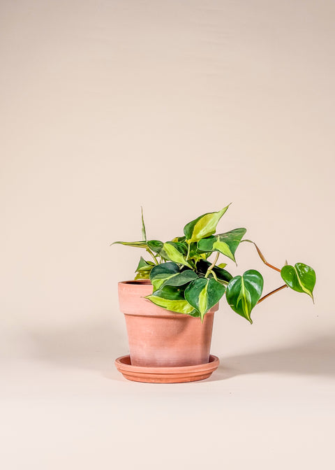 Pot terracotta blanchi Perfetto