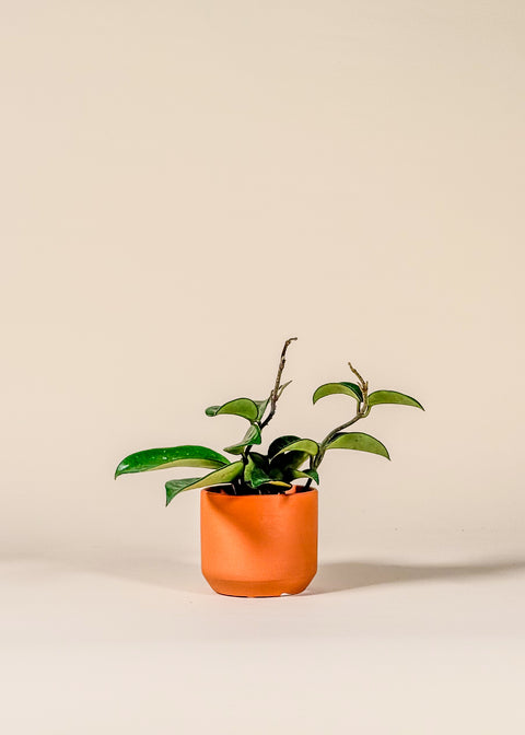 Hoya carnosa