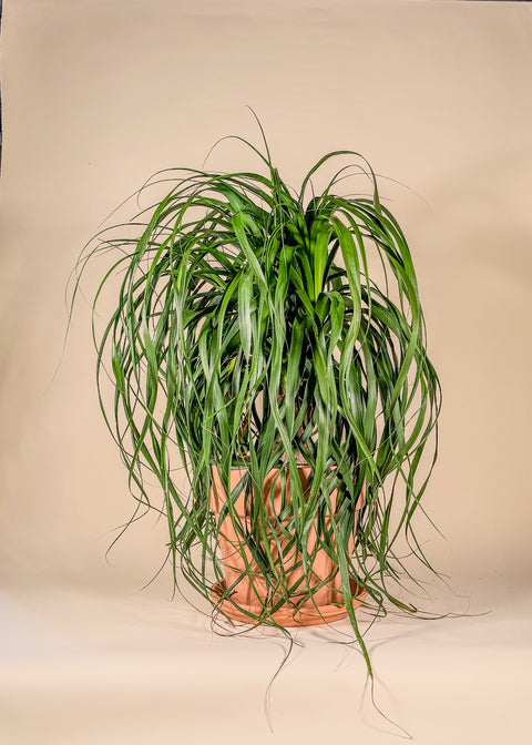 Beaucarnea guatemalensis