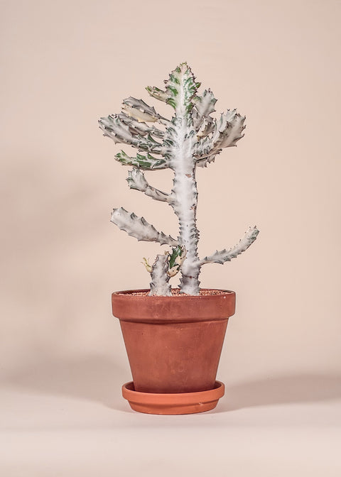 Euphorbia lactea 'White Ghost'