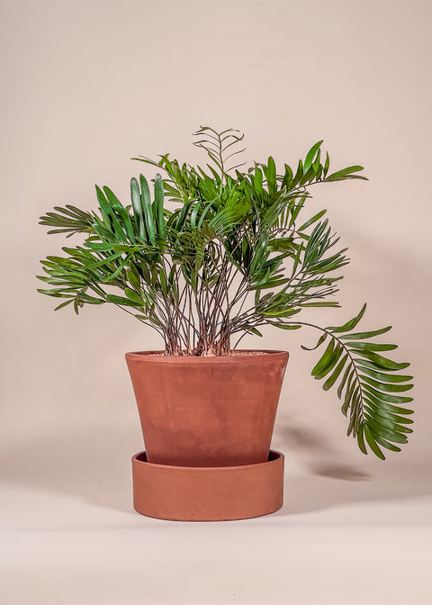 Zamia integrifolia