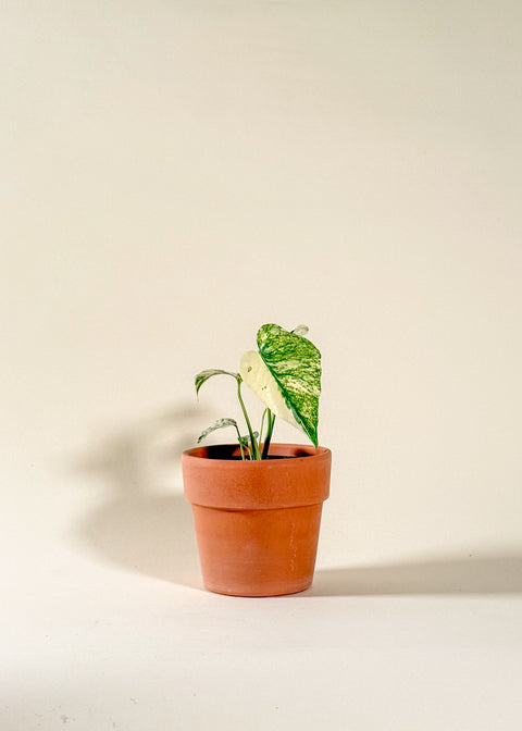 Monstera 'White Monster'