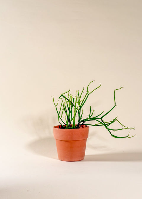 Euphorbia tirucallii
