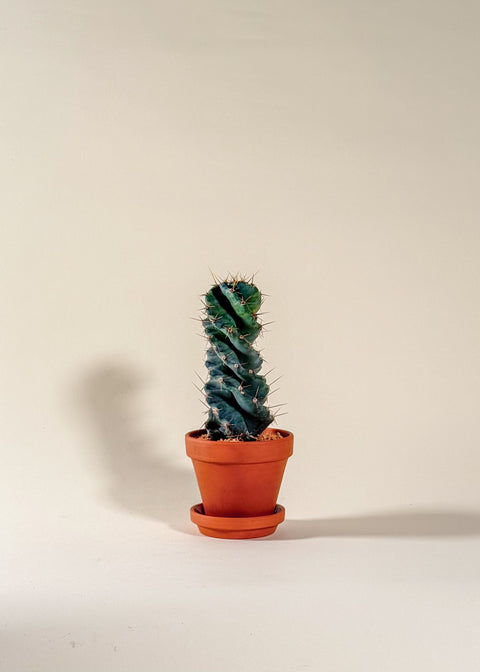 Cereus forbesii 'Spiralis'