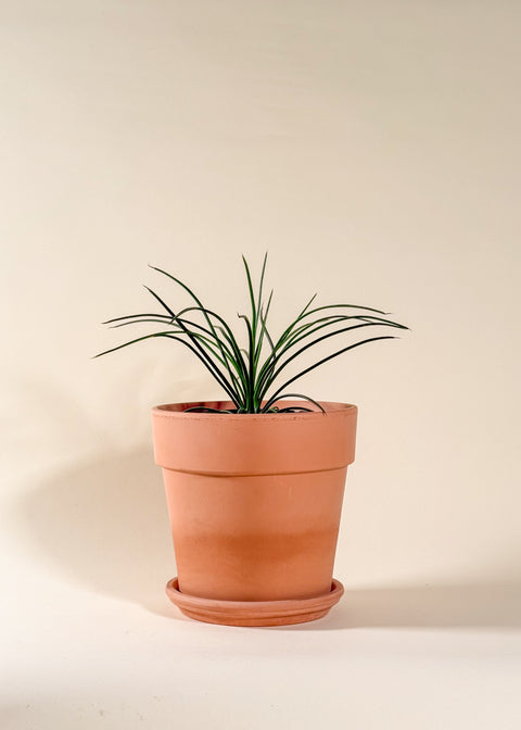 Agave geminiflora
