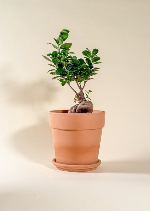 Ficus microcarpa