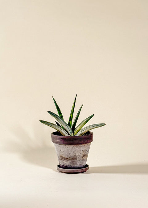 Sansevière Boncel variegata en pot