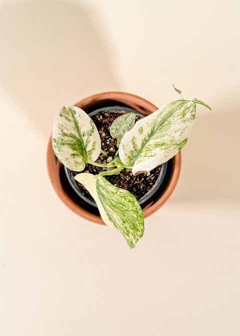 Monstera 'White Monster'