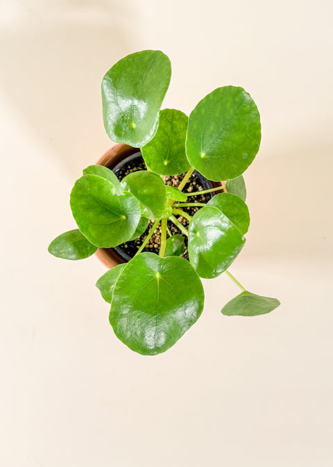 Pilea peperomioides