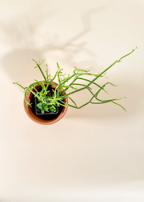 Euphorbia tirucallii