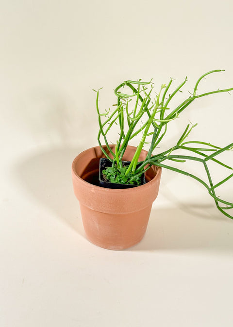 Euphorbia tirucallii