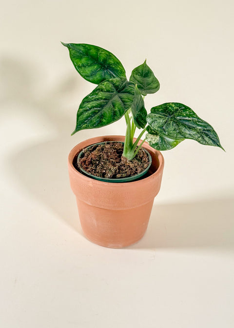 Alocasia baginda 'Dragon Scale Mint Variegata'