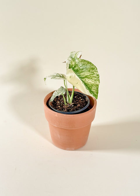 Monstera 'White Monster'