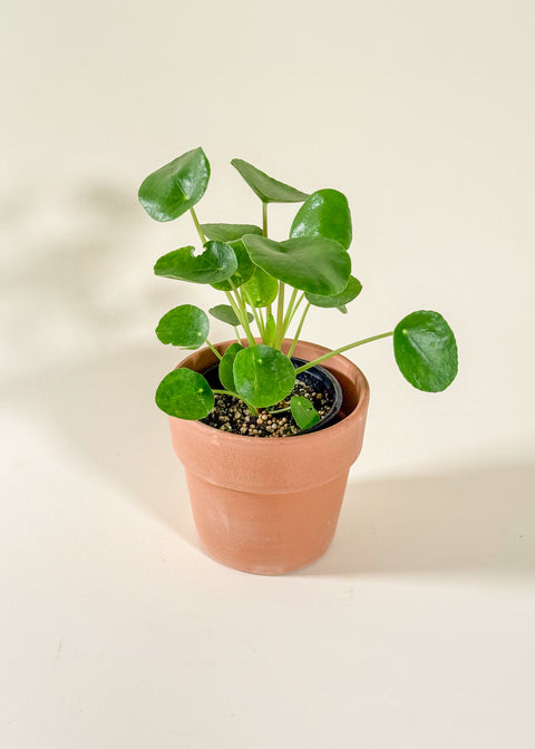 Pilea peperomioides