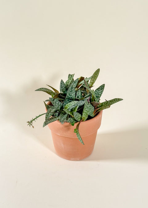 Ledebouria socialis