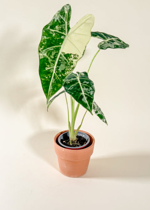 Alocasia frydek 'Variegata'