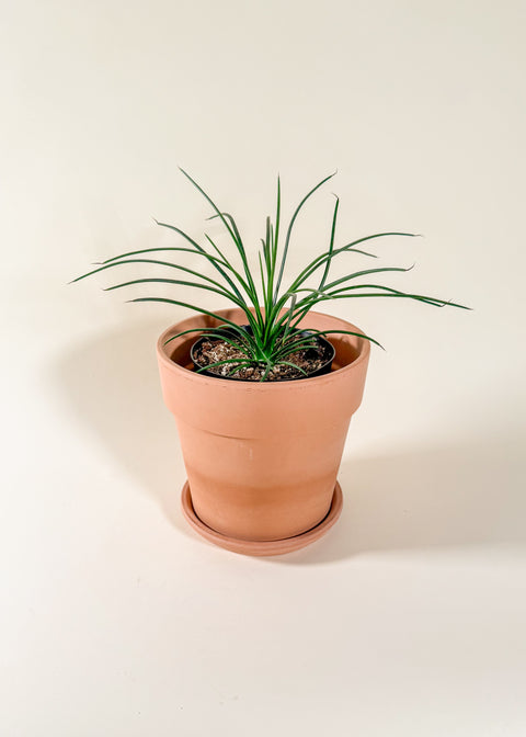 Agave geminiflora
