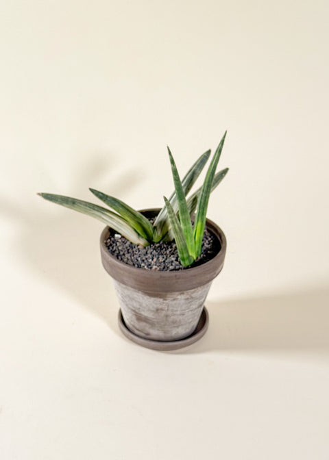 Sansevière Boncel variegata en pot