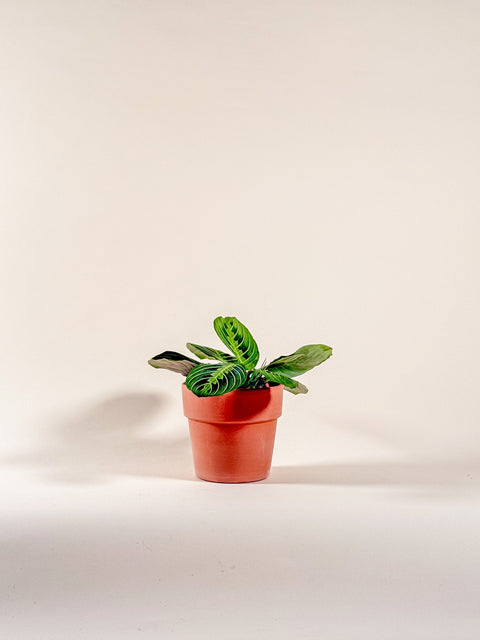 Maranta leuconeura 'Lemon Lime'