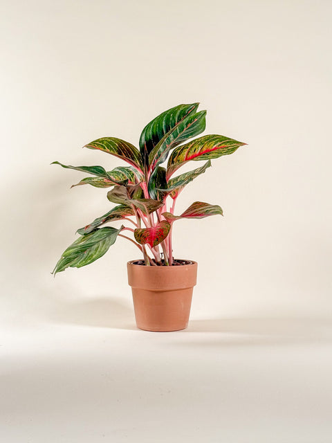 Aglaonema 'Golden Papaya'