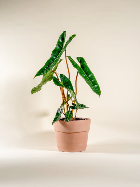 Philodendron billietiae