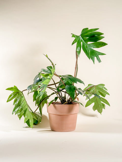 Philodendron mayoi