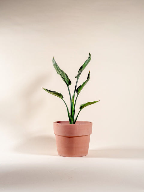 Strelitzia reginae