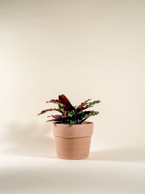 Calathea lancifolia