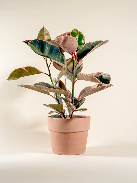 Ficus elastica 'Ruby'