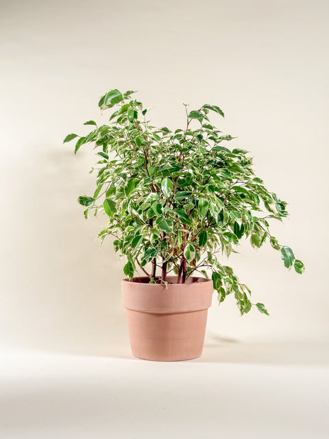 Ficus benjamina 'Variegata'