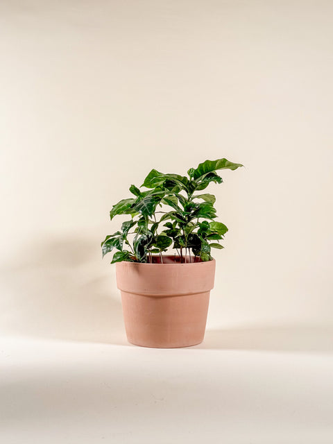 Coffea arabica