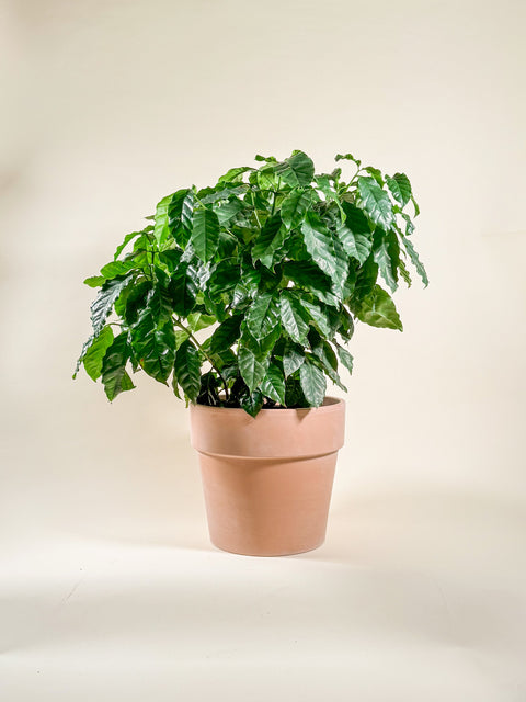 Coffea arabica
