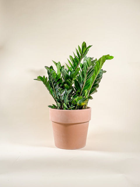 Zamioculcas zamiifolia