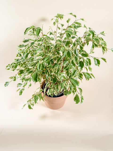 Ficus benjamina 'Variegata'
