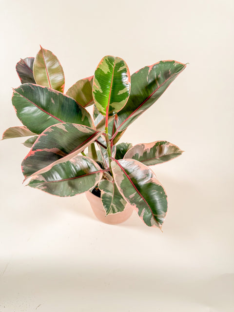 Ficus elastica 'Ruby'