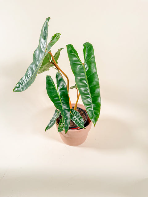 Philodendron billietiae